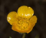 Creeping buttercup